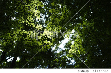 青葉の中で 木漏れ日 青葉の中で 木漏れ日 31437782