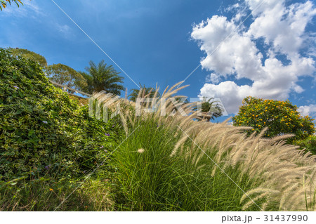 white clouds in blue sky white clouds in blue sky 31437990