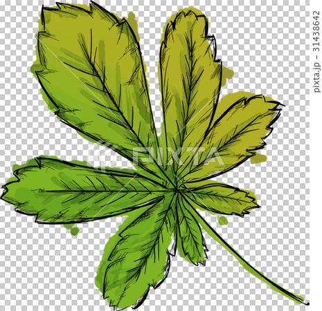 Watercolor Paint Of Palmate Leaf Watercolor Paint Of Palmate Leaf 31438642
