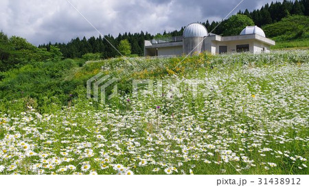 ポーラースター・神林 31438912