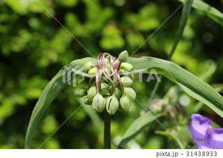 ツユクサの花がら 31438933