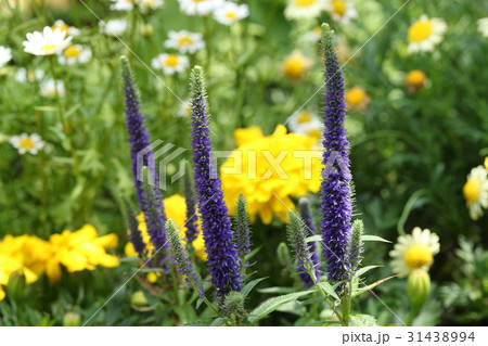 ベロニカ 31438994