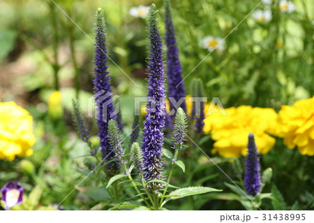 ベロニカ ベロニカ 31438995