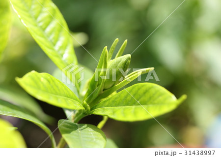 クチナシのつぼみ 31438997