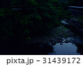 清流に舞うホタル（１） 31439172