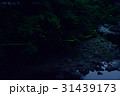 清流に舞うホタル（２） 31439173