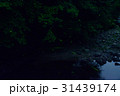 清流に舞うホタル（３） 31439174