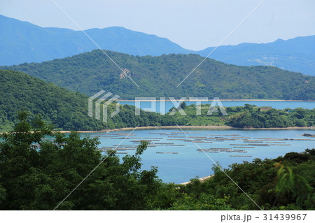 片上湾 片上湾 31439967