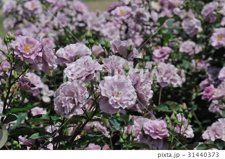 花、薔薇、紫色@神代植物公園、調布市 花、薔薇、紫色@神代植物公園、調布市 31440373