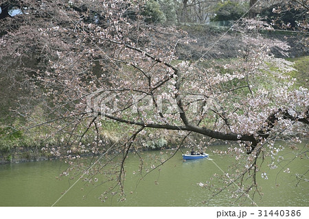 千鳥ヶ淵のお花見・千鳥ヶ淵緑道(東京都) 千鳥ヶ淵のお花見・千鳥ヶ淵緑道(東京都) 31440386
