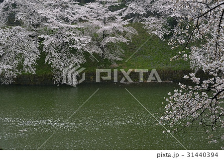 千鳥ヶ淵の桜・千鳥ヶ淵緑道(東京都) 千鳥ヶ淵の桜・千鳥ヶ淵緑道(東京都) 31440394