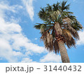青空とヤシの木 31440432