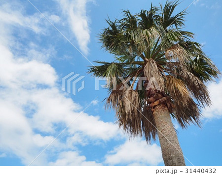 青空とヤシの木 31440432