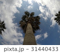 青空とヤシの木 31440433