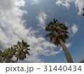 青空とヤシの木 31440434
