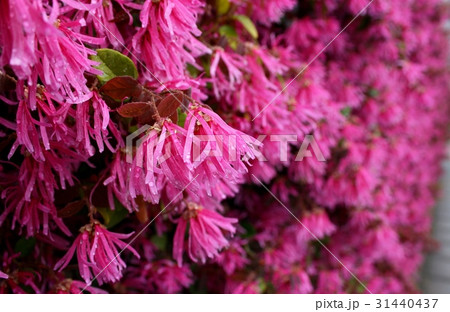 トキワマンサク 31440437