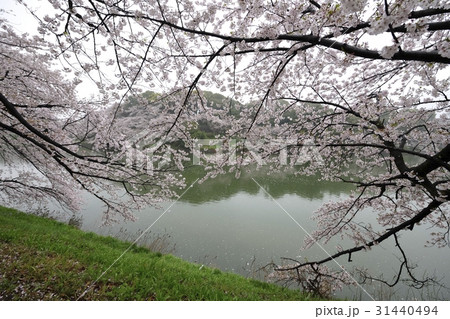 千鳥ヶ淵の桜・千鳥ヶ淵緑道（東京都） 31440494