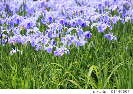 ハナショウブ満開 31440607