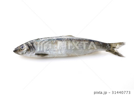 にしん にしん 31440773