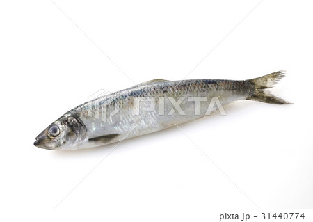 にしん にしん 31440774