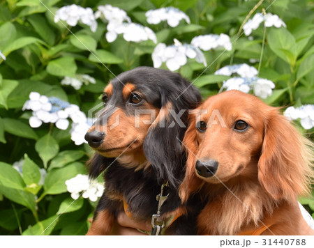 可愛いダックスと紫陽花　 31440788