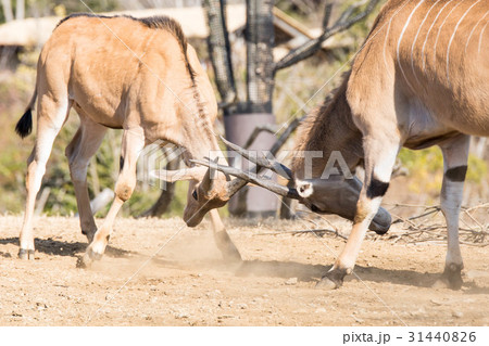 エランドのじゃれあい②/Playing Elands 2 31440826