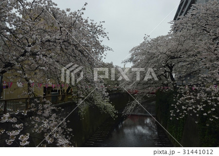 目黒川の桜並木(東京都) 目黒川の桜並木(東京都) 31441012
