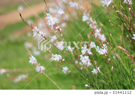 ガウラの花 31441112
