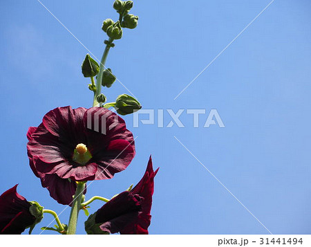 ハナアオイ ハナアオイ 31441494