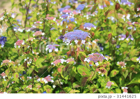アジサイの花 アジサイの花 31441625