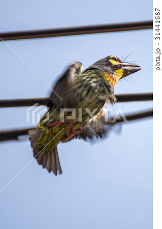 Bird (Coppersmith barbet) flying about hollow wood Bird (Coppersmith barbet) flying about hollow wood 31441687