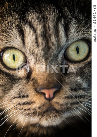 Thai cute cat Thai cute cat 31441738