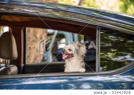 Dog so cute sitting inside a car wait for travel 31441928