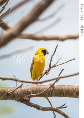 Bird (Asian golden weaver) on a tree Bird (Asian golden weaver) on a tree 31441933