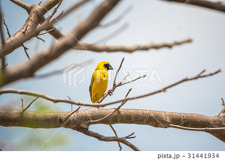 Bird (Asian golden weaver) on a tree Bird (Asian golden weaver) on a tree 31441934