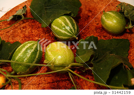 カラスウリ04 31442159