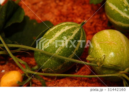 カラスウリ05 31442160