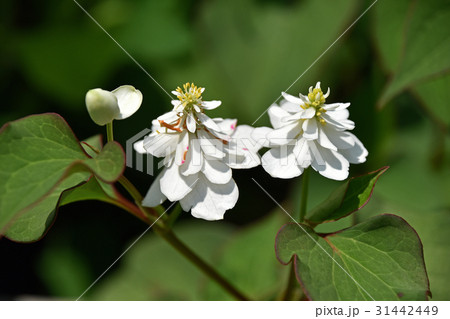 八重のドクダミ 八重のドクダミ 31442449