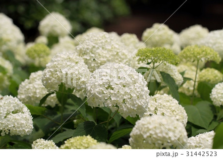 紫陽花（アナベル） 31442523