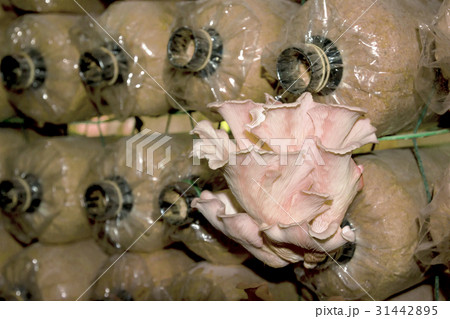 Closeup mushrooms growing in farm 31442895