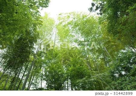 古寺の竹林 古寺の竹林 31442899