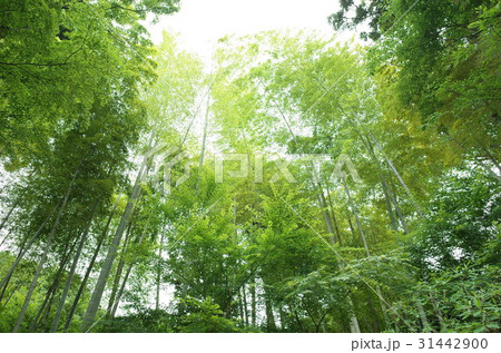 古寺の竹林 古寺の竹林 31442900
