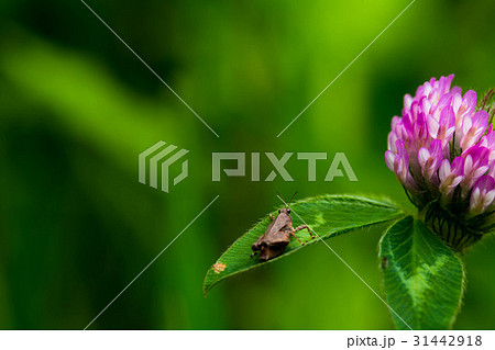花とヒシバッタ 花とヒシバッタ 31442918
