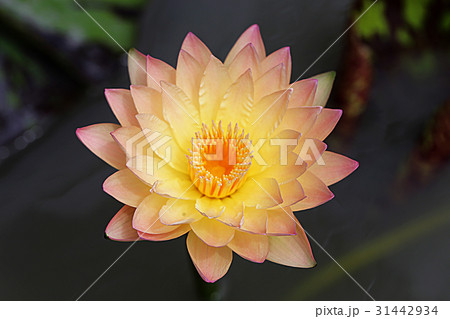 Waterlily or lotus flower on blur background. 31442934