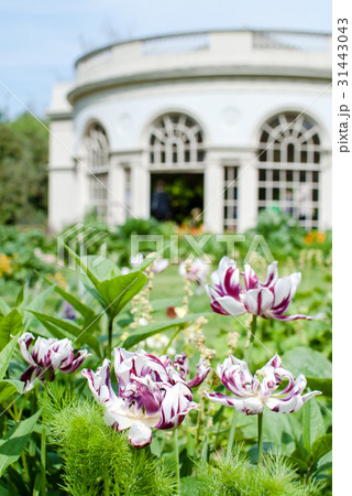 白と紫の縞模様の花と丸いガーデンハウスの写真素材