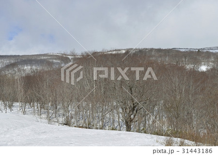栗駒山の中腹からの眺め 栗駒山の中腹からの眺め 31443186
