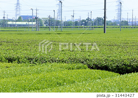 狭山茶の産地 31443427