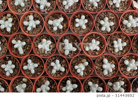 miniature cactus in flower shop miniature cactus in flower shop 31443602