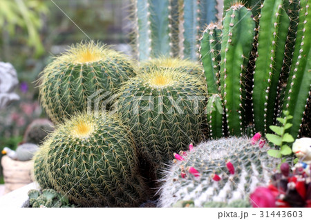 beautiful cactus in flowerpot 31443603