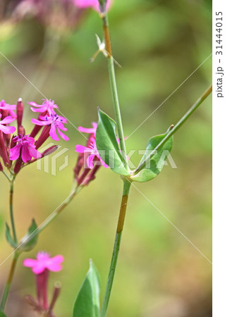 虫取り撫子の茎の粘着部分 虫取り撫子の茎の粘着部分 31444015